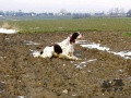 Setter Anglais RAMSES DI VAL DI CHIANA